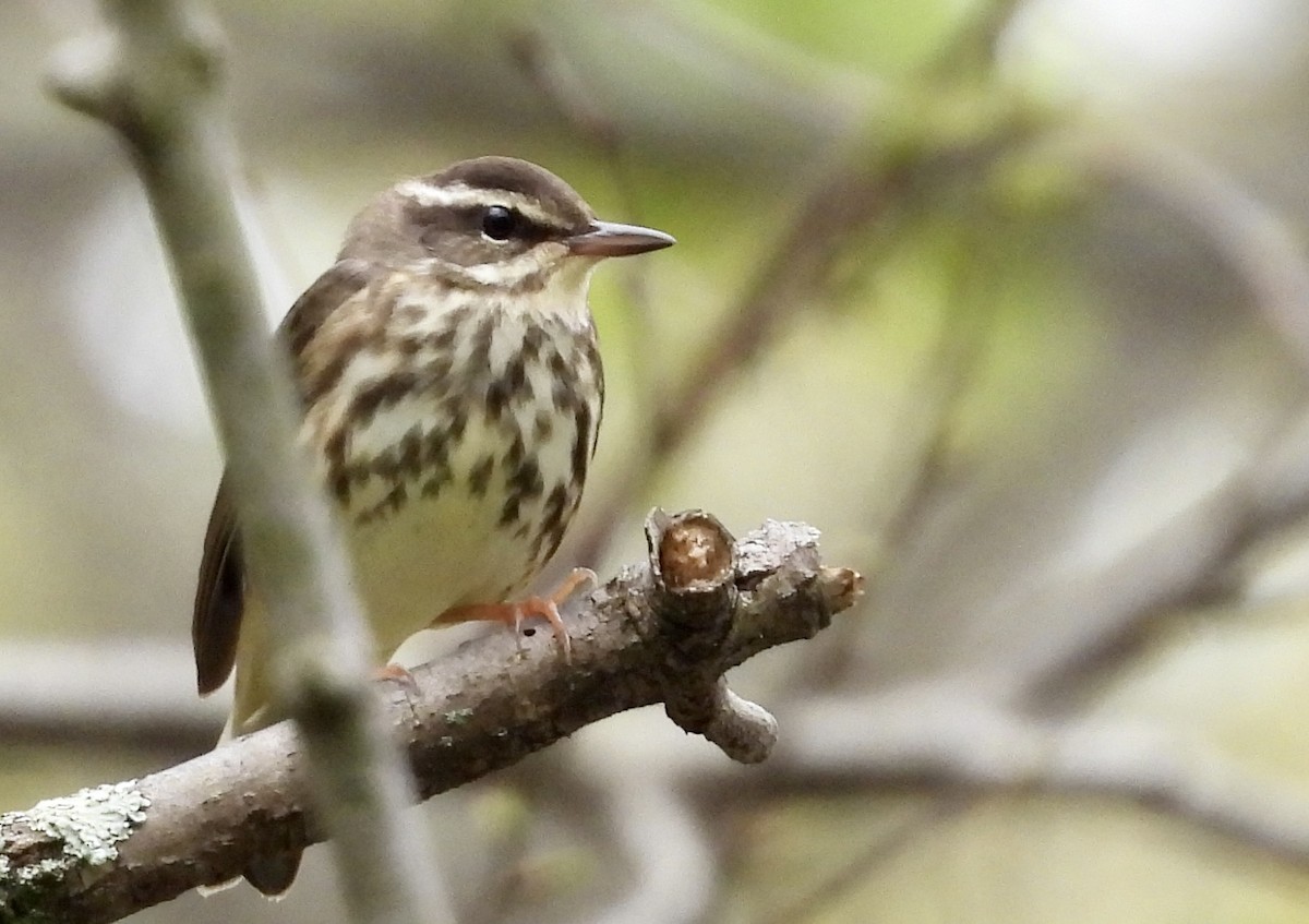 New York Breeding Bird Atlas Checklist - 28 Apr 2023 - Harriman SP ...