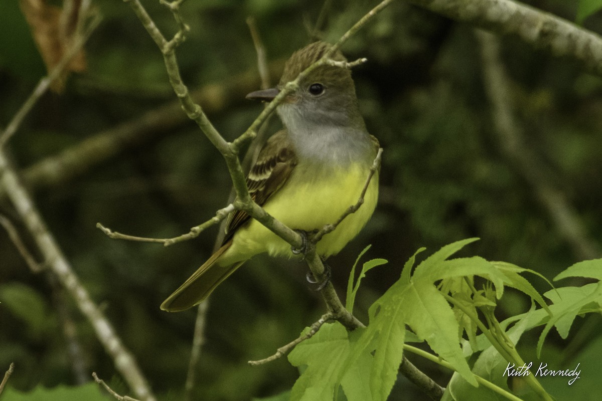 Great Crested Flycatcher - ML564388841