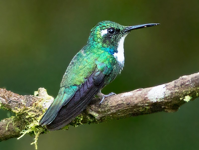 White-throated/Geoffroy's Daggerbill - eBird