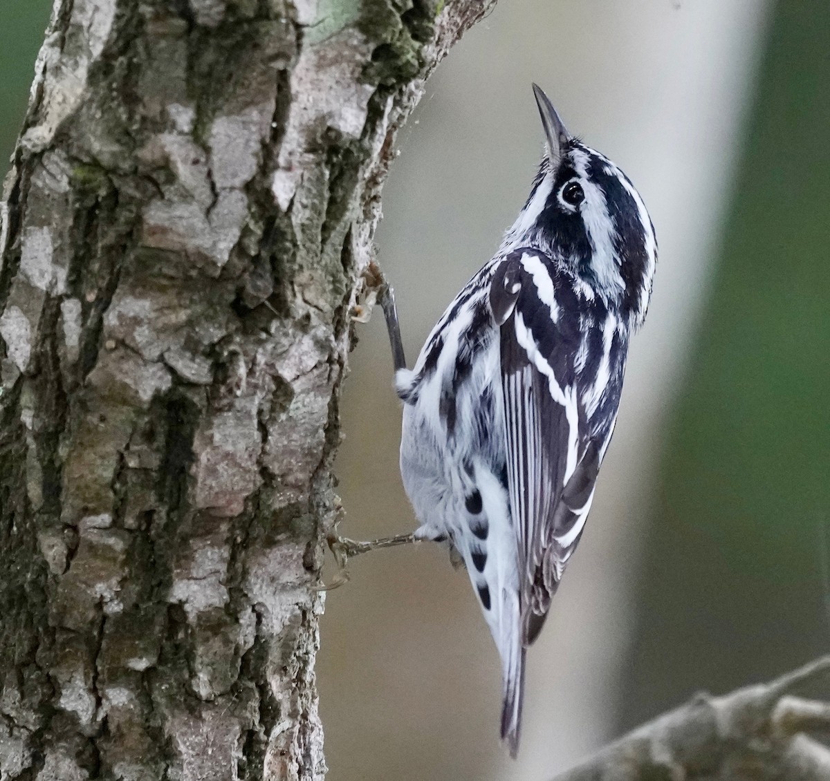 Black-and-white Warbler - ML564391571