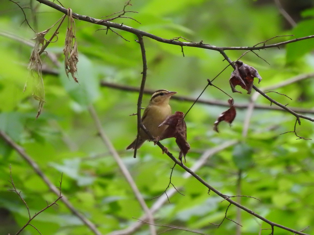 eBird Checklist 29 Apr 2023 Stumpy Lake Natural Area 33 species