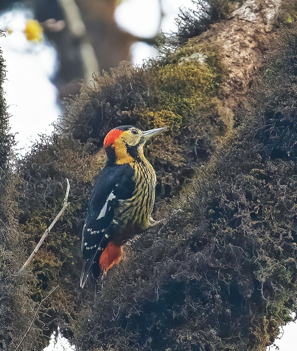 Darjeeling Woodpecker - ML564397451