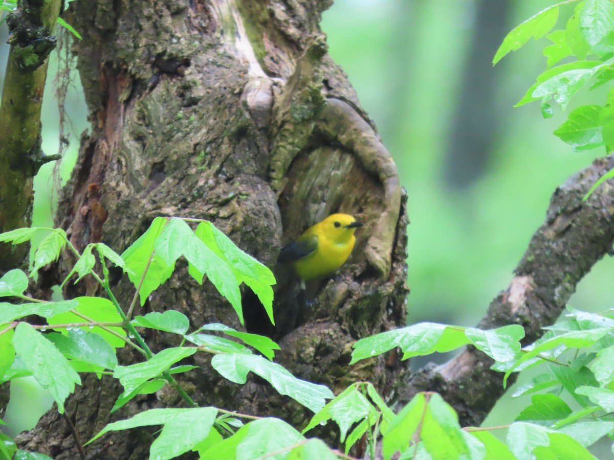 eBird Checklist 29 Apr 2023 D&L Trail Nagy's Landing Trailhead