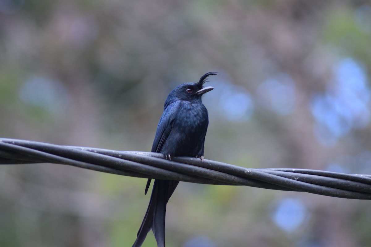 Crested Drongo - ML56440201