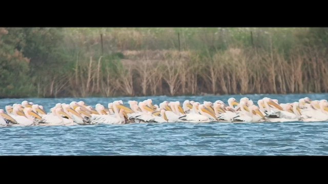 pelikán bílý - ML564410371