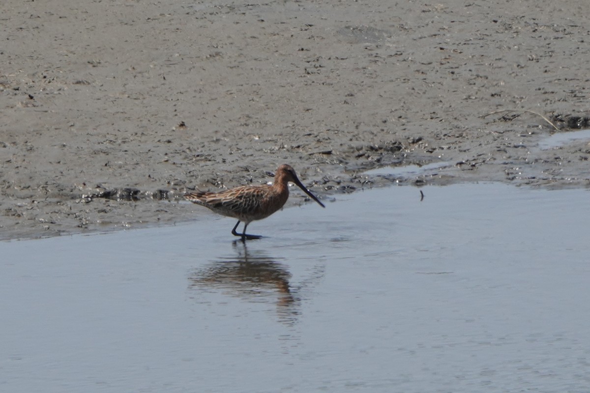 Asian Dowitcher - ML564411121