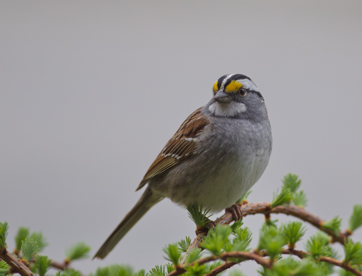 White-throated Sparrow - ML564411771