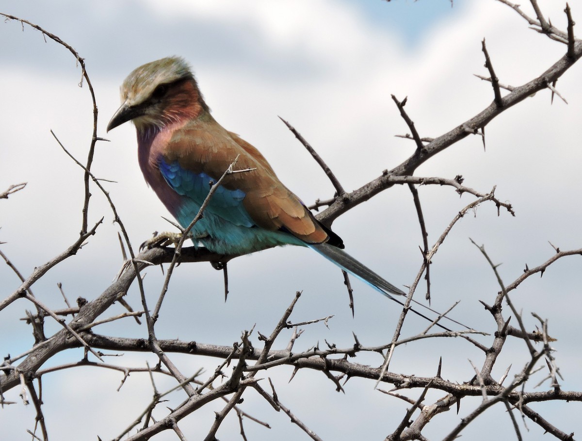 Lilac-breasted Roller - ML56441531