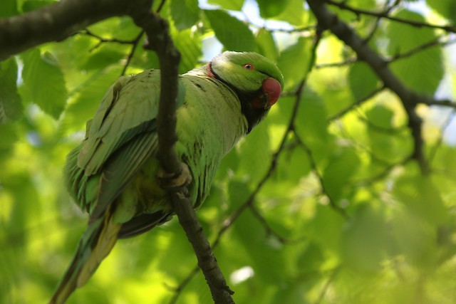 Rose-ringed Parakeet at Vondelpark by Benjamin Pap