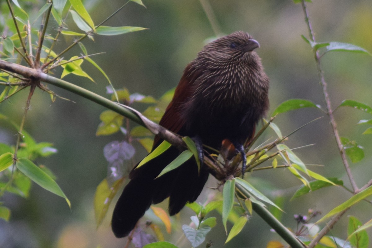 Malagasy Coucal - ML56442481