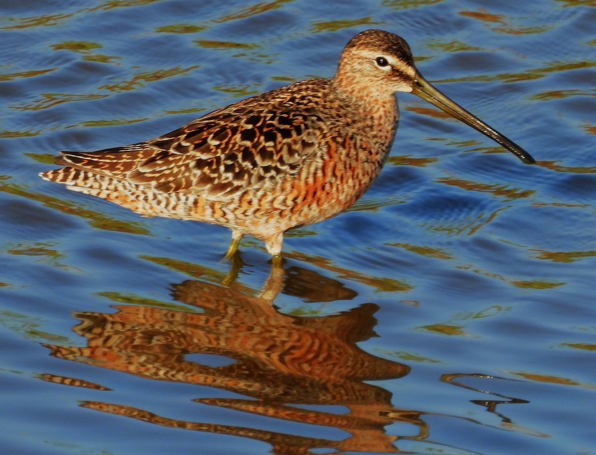 Long-billed Dowitcher - ML564425231