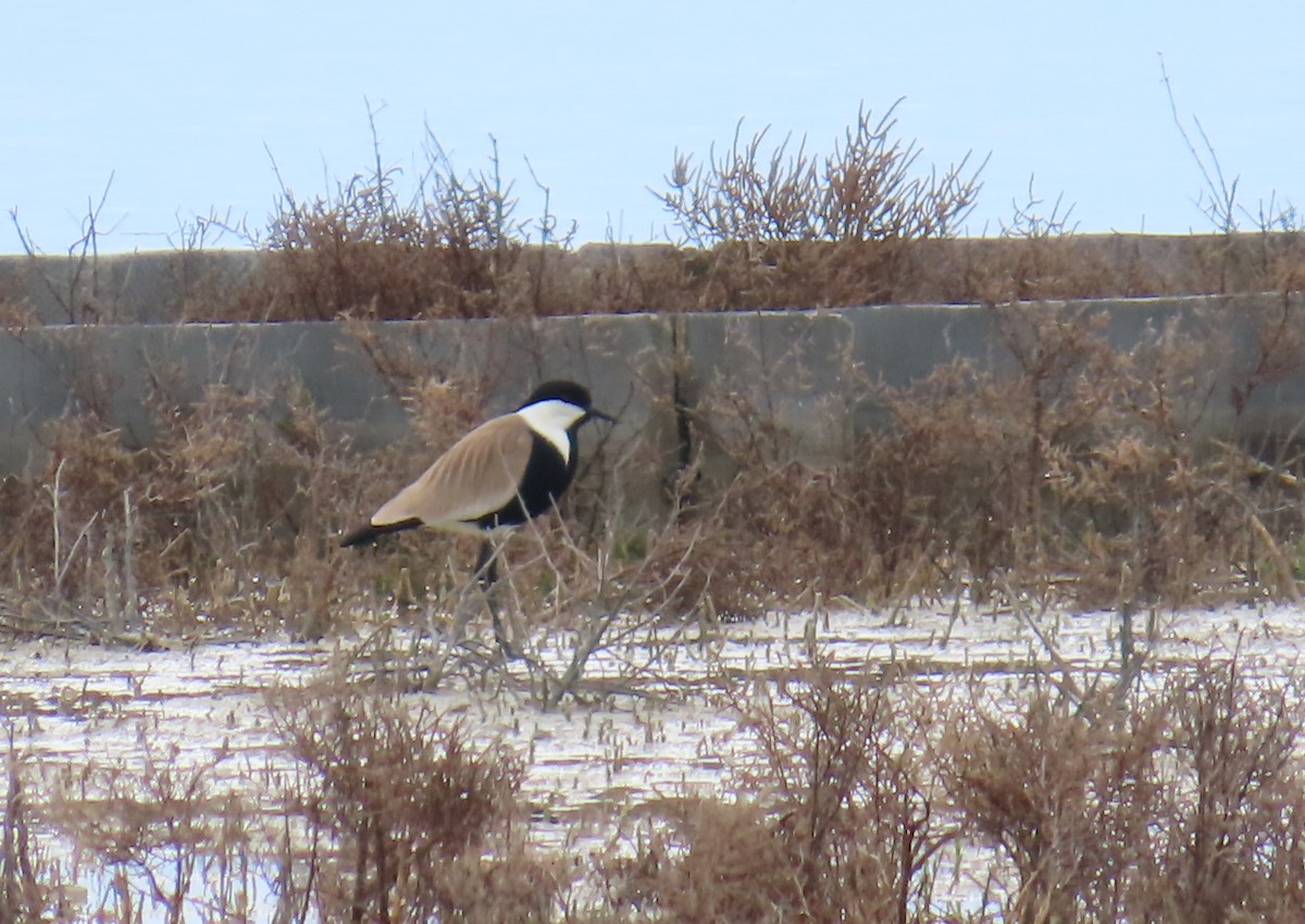 Spur-winged Lapwing - ML564429841
