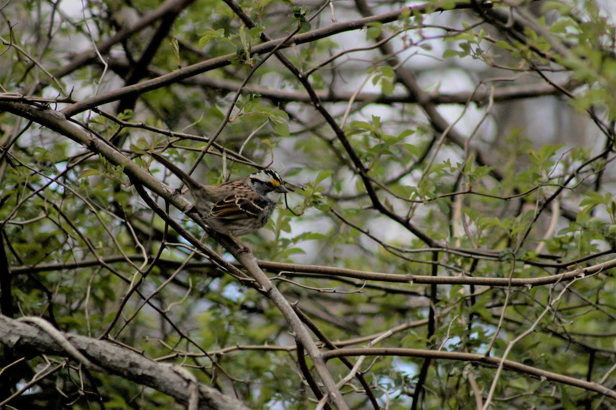White-throated Sparrow - ML564430261