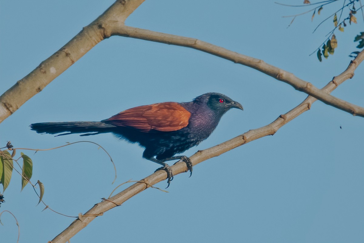 Greater Coucal - ML564431651