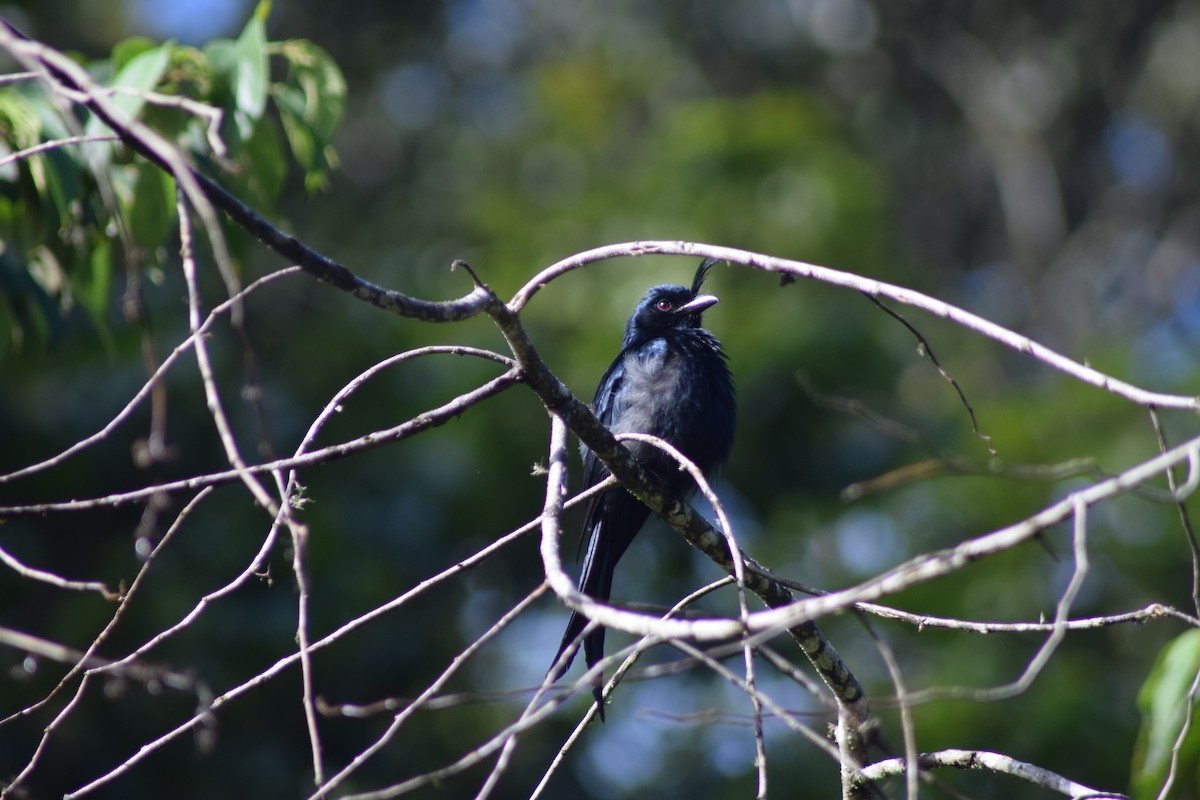 Crested Drongo - ML56443371