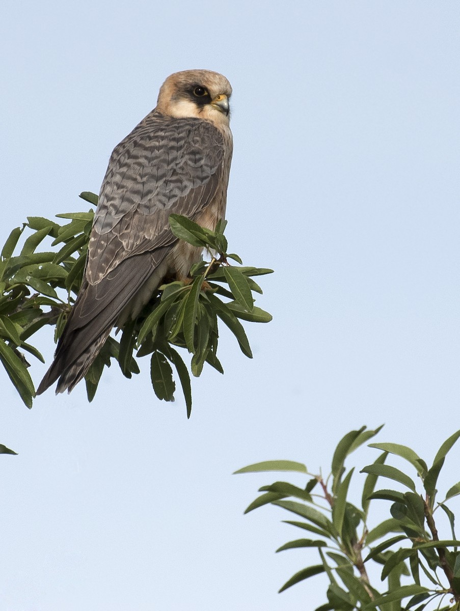 Red-footed Falcon - ML564436831