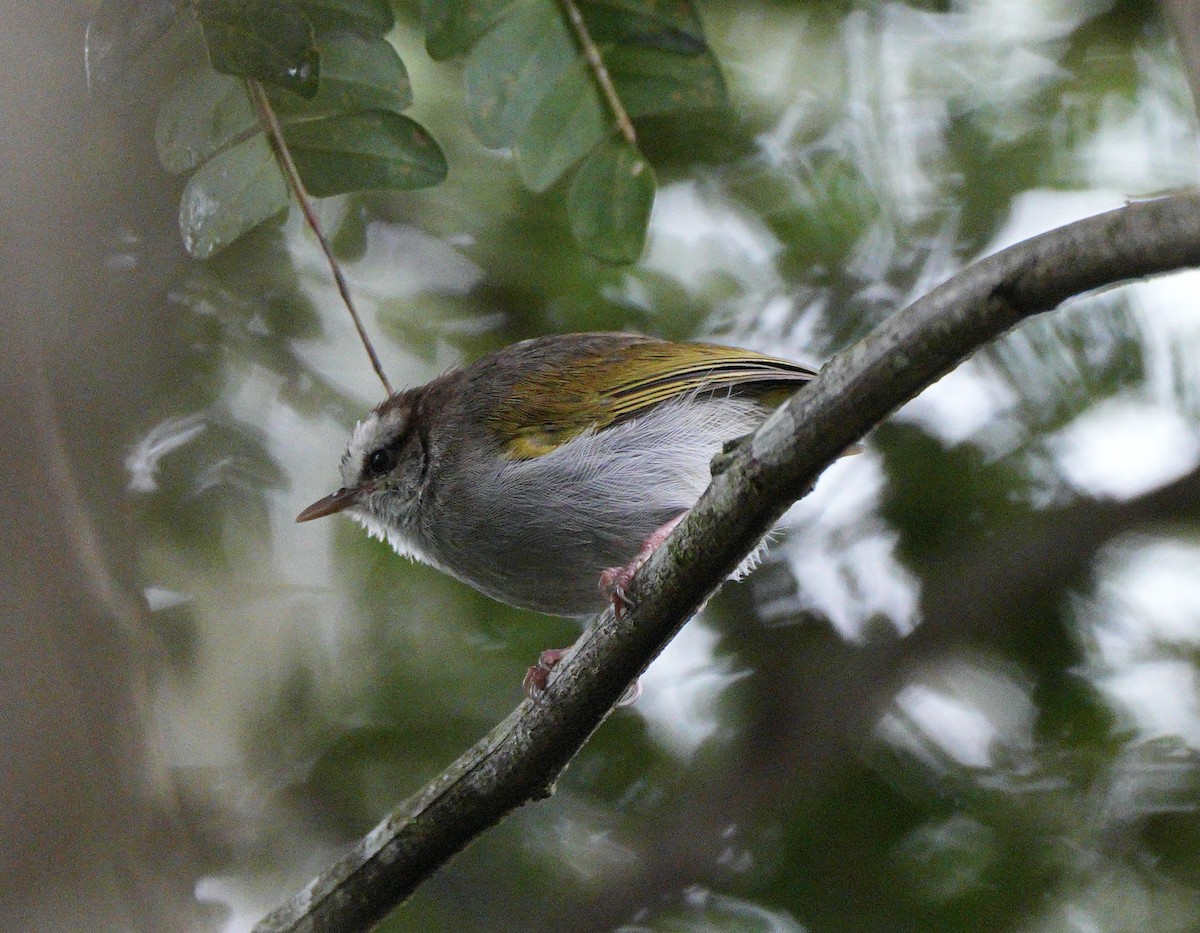 White-browed Crombec - ML564439591