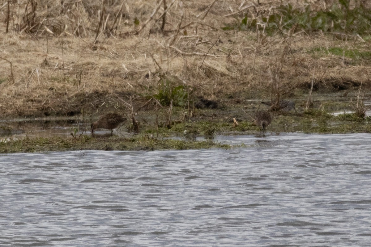 Long-billed Dowitcher - ML564442701