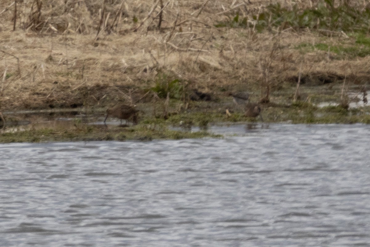 Long-billed Dowitcher - ML564442721