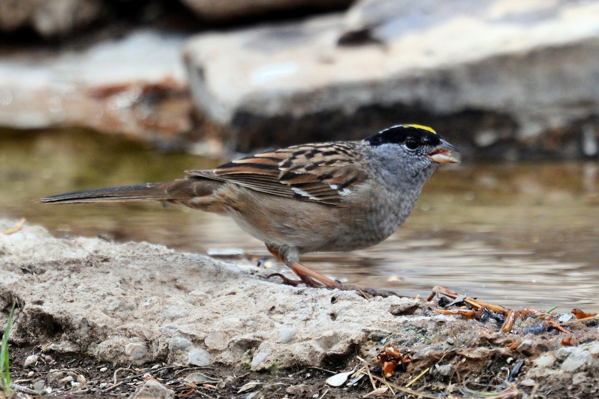 Golden-crowned Sparrow - ML56444321