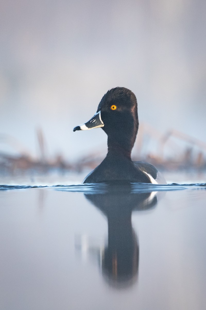 Ring-necked Duck - ML564444181