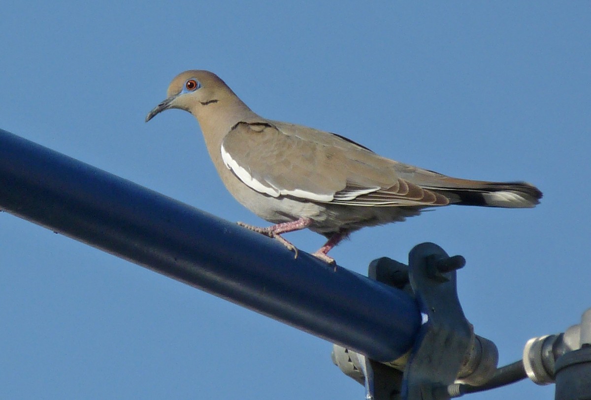 White-winged Dove - ML56445241