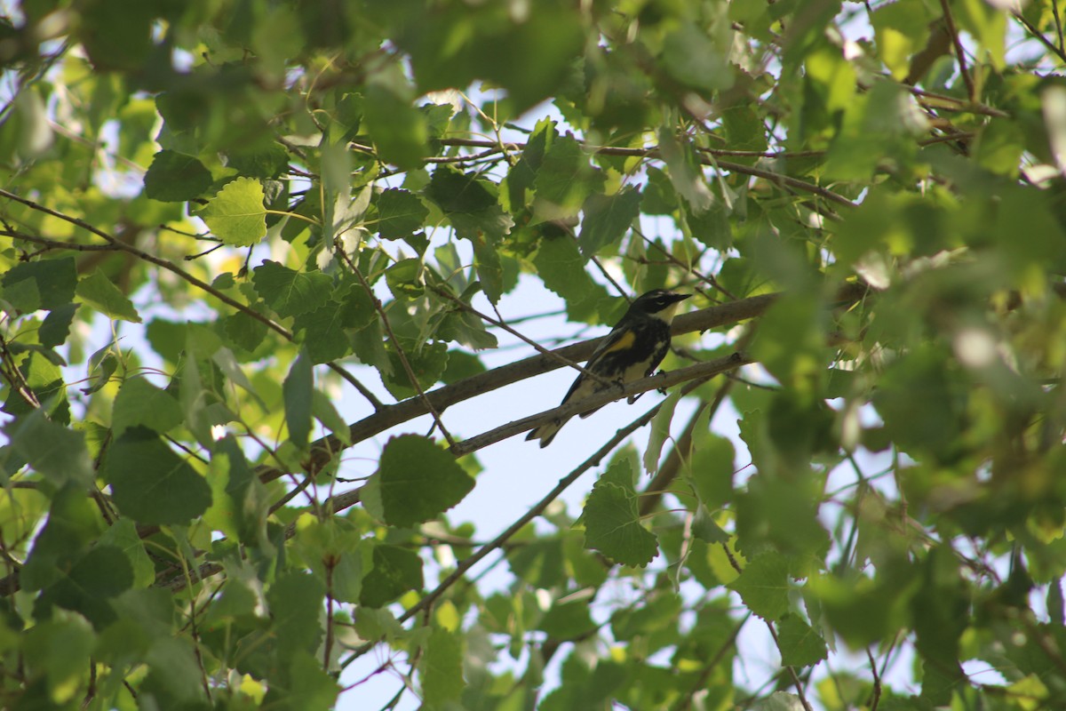Yellow-rumped Warbler (Myrtle x Audubon's) - ML564458831