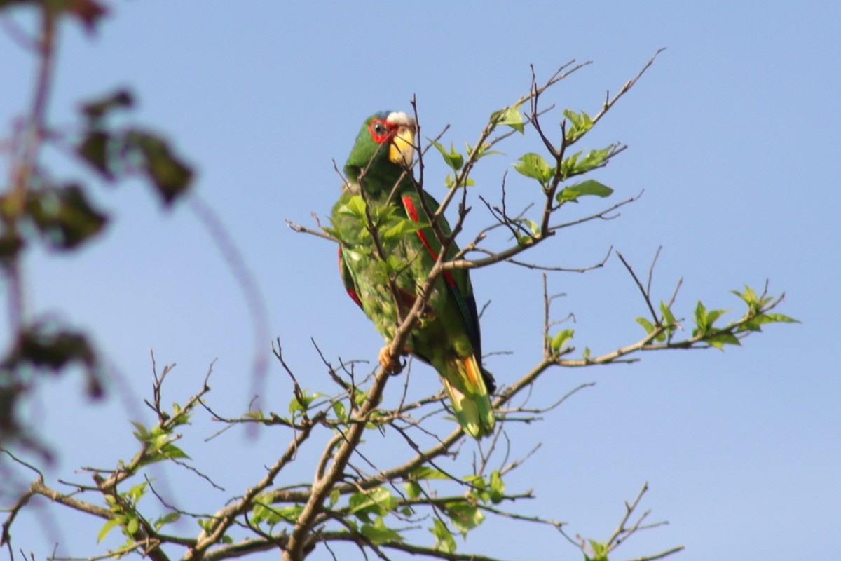 White-fronted Parrot - ML564461181