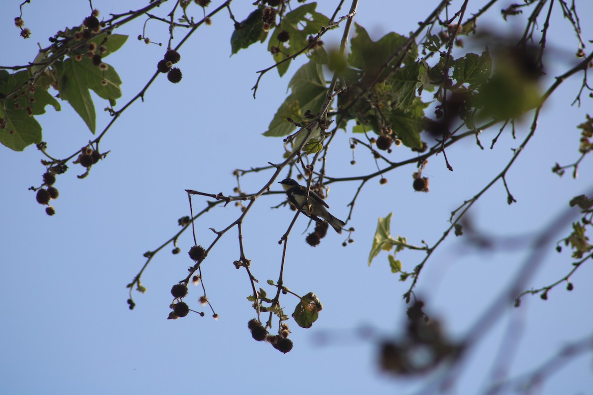 Yellow-rumped Warbler (Myrtle x Audubon's) - ML564461571