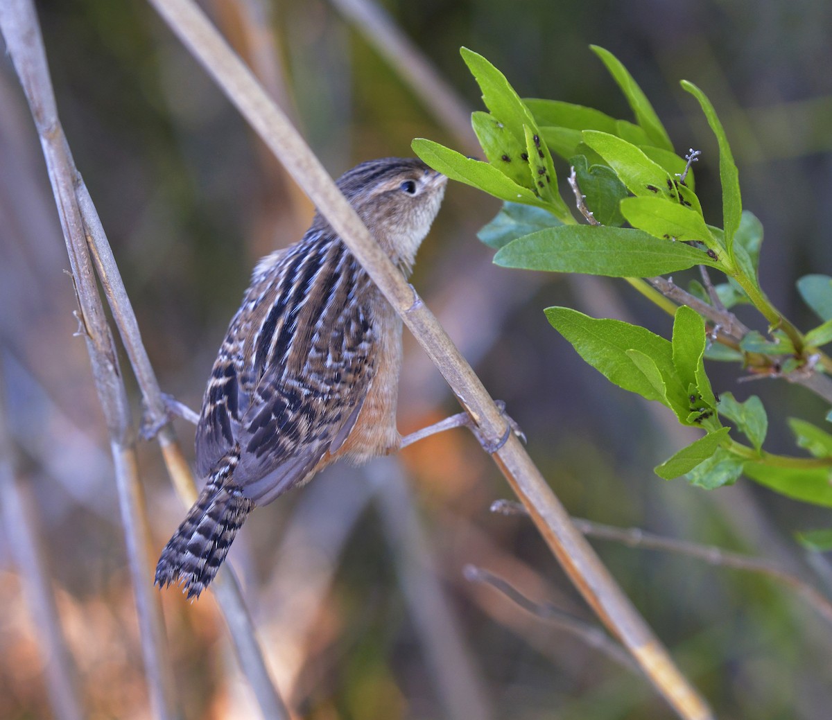 New Jersey Ebird Checklist Apr Edwin B Forsythe Nwr