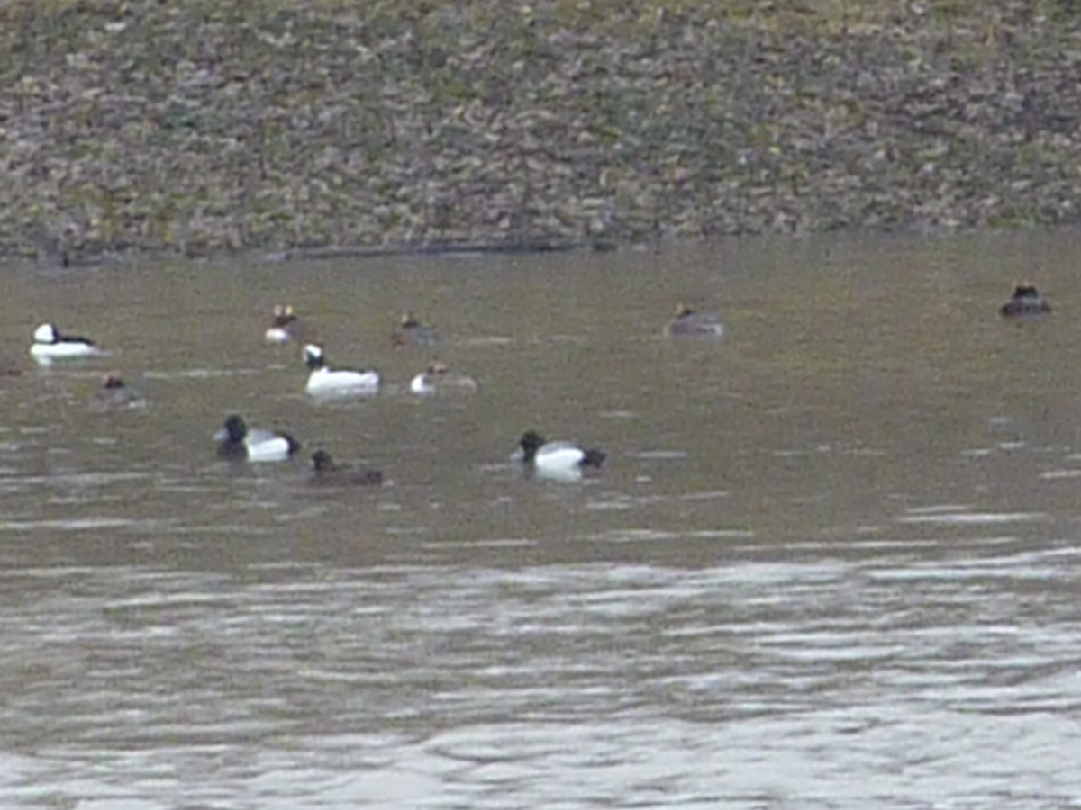 Greater Scaup - ML564466061