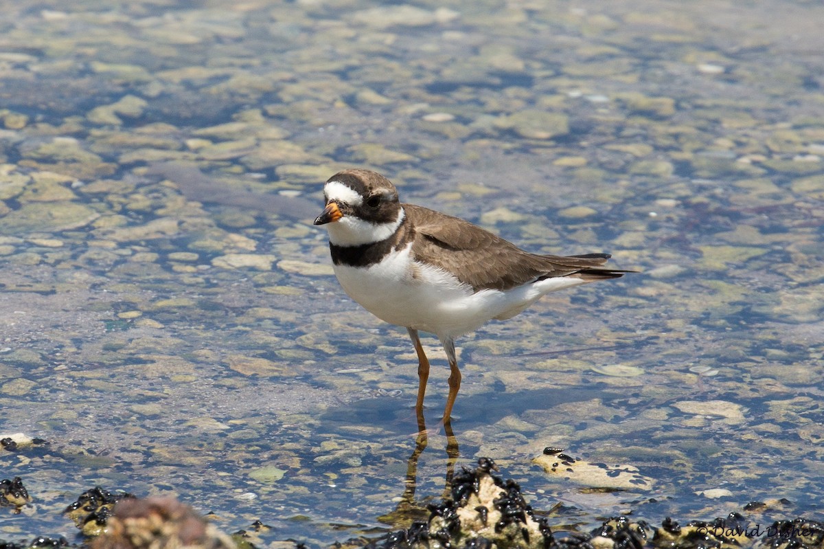 Semipalmated Plover - ML56446631