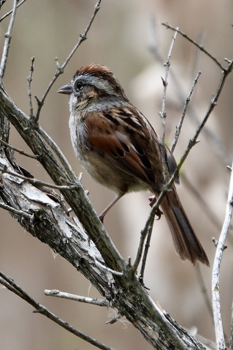Swamp Sparrow - ML564472071