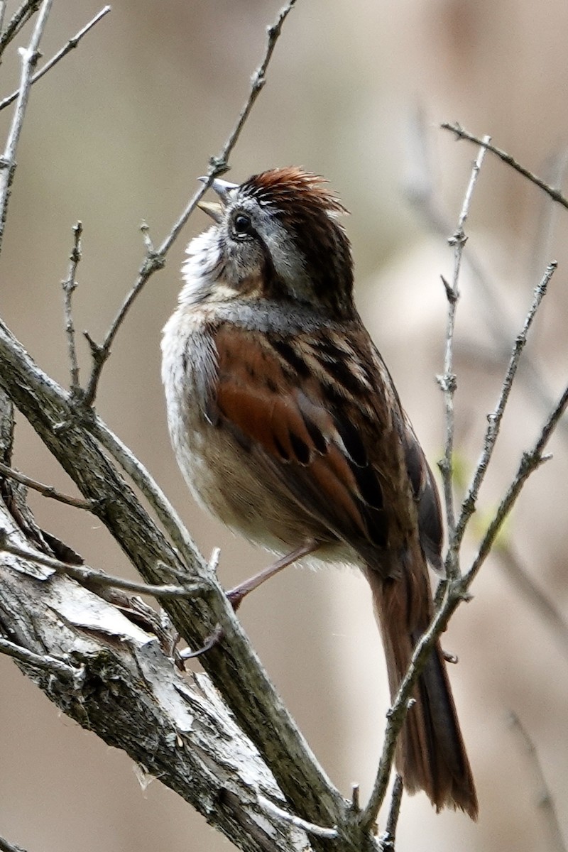 Swamp Sparrow - ML564472131