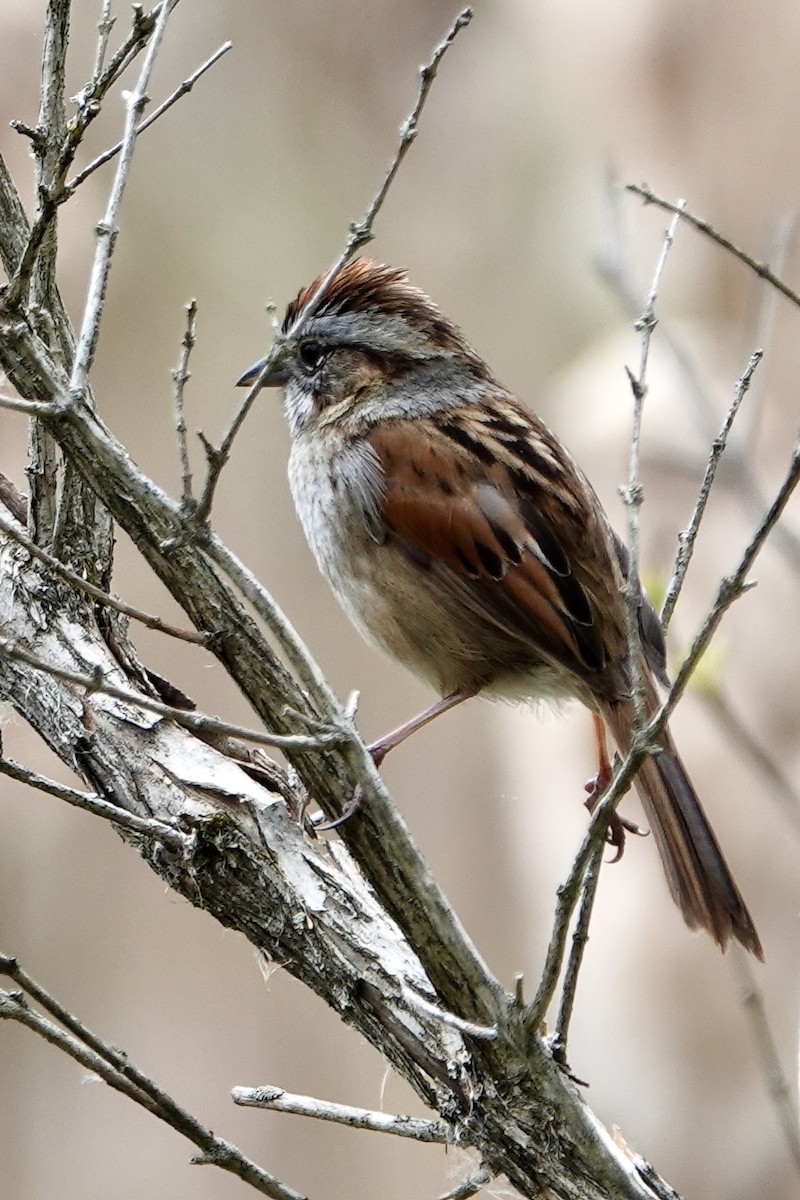 Swamp Sparrow - Tom Shepard