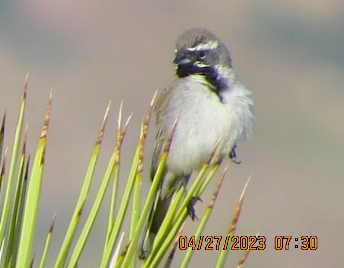 Black-throated Sparrow - ML564474051