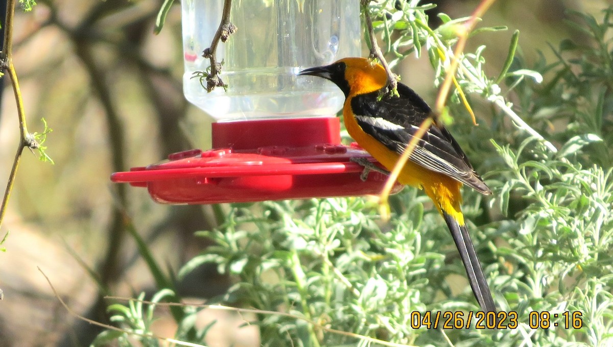 Hooded Oriole - David Dunford