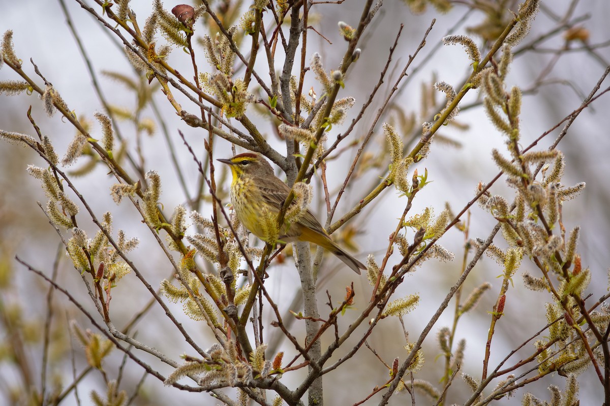 eBird Checklist 28 Apr 2023 Glenwood City, St. Croix County