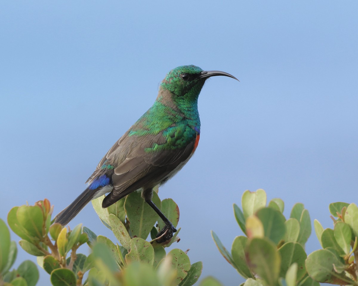 Southern Double-collared Sunbird - ML564479611