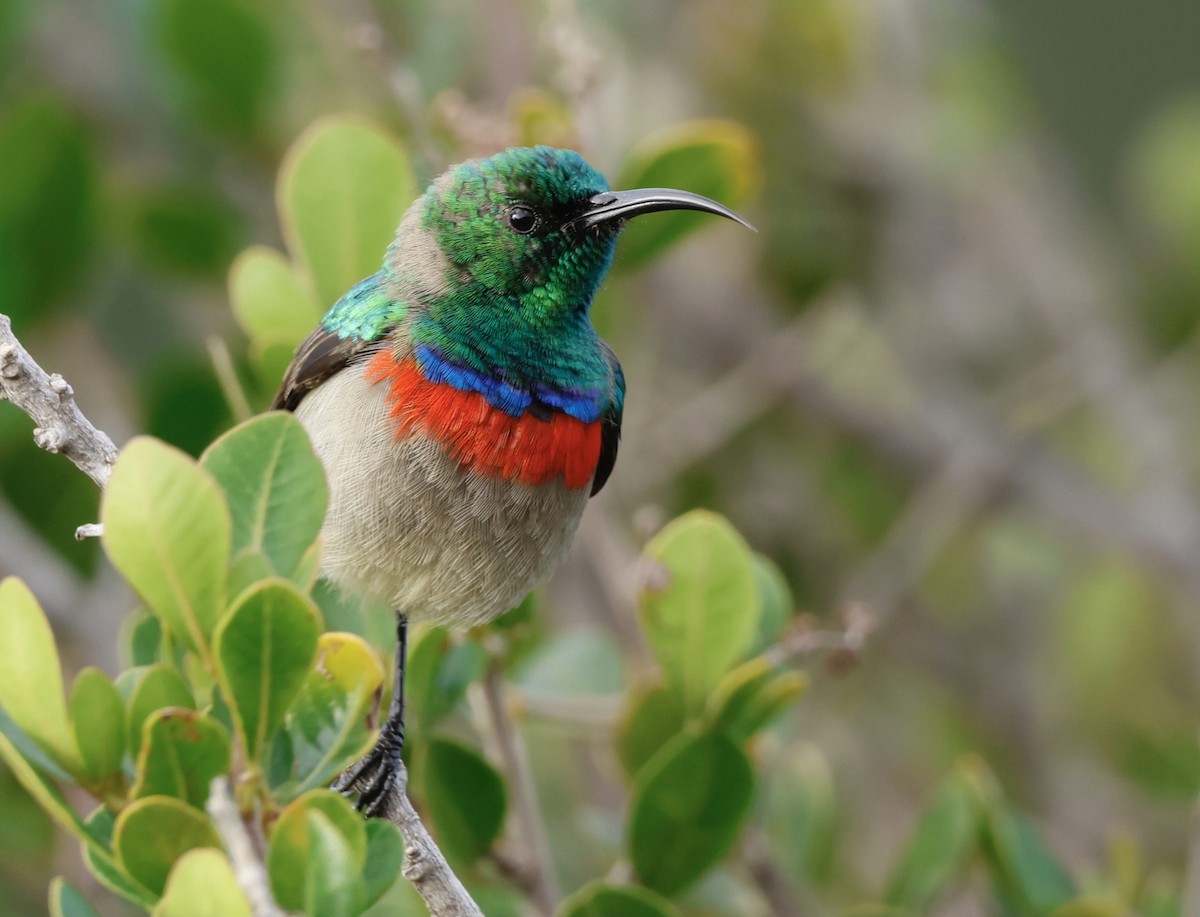 Southern Double-collared Sunbird - ML564479641