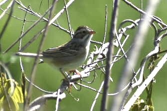 Clay-colored Sparrow - ML564487851