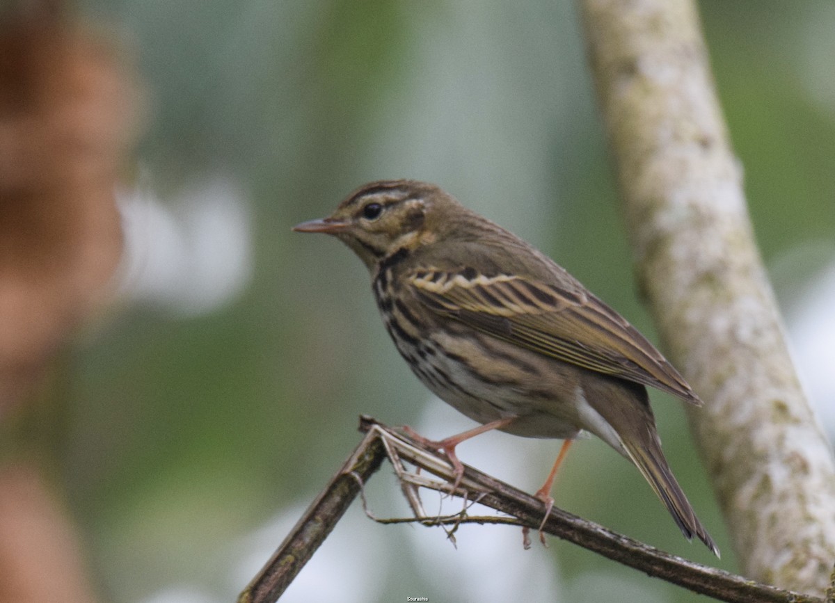 Olive-backed Pipit - ML564488121