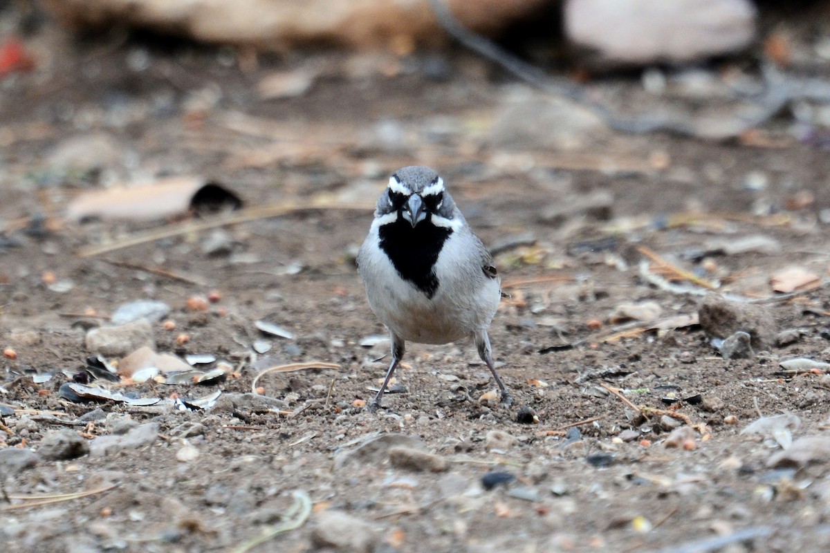 Black-throated Sparrow - Beth McBroom