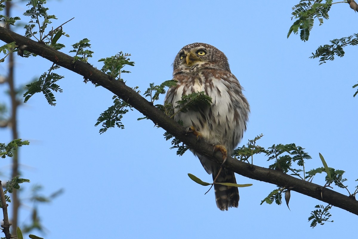 Pearl-spotted Owlet - ML564492271