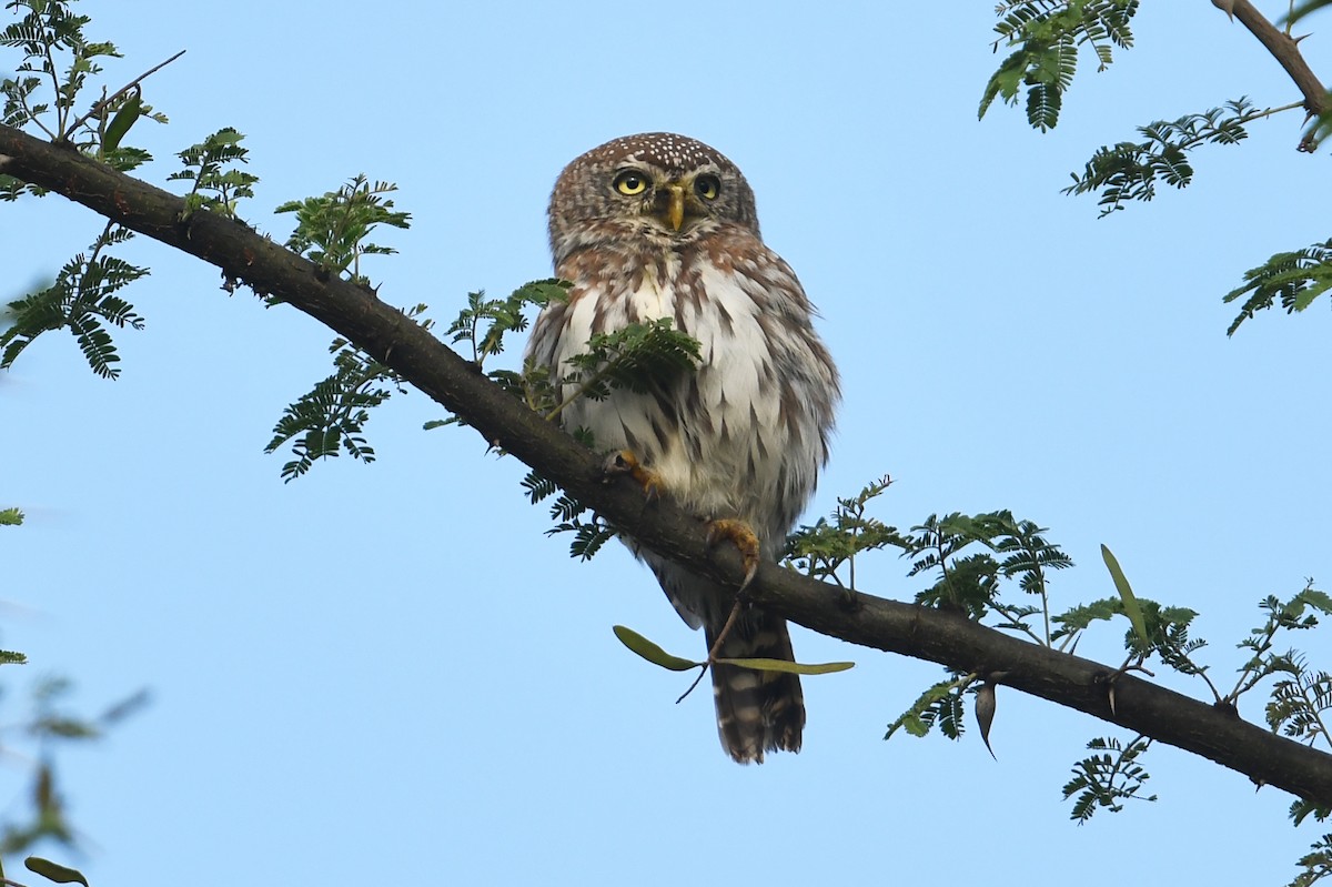 Pearl-spotted Owlet - ML564492281