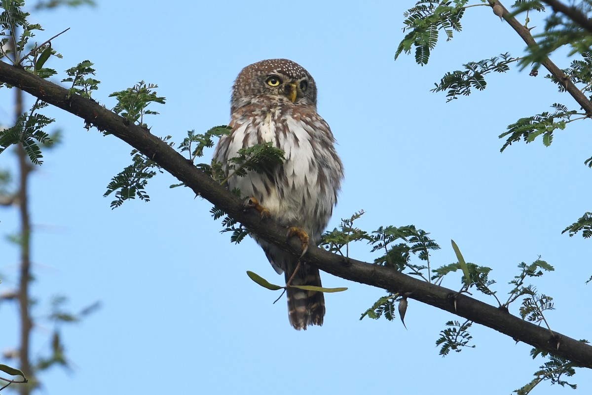 Pearl-spotted Owlet - ML564492291