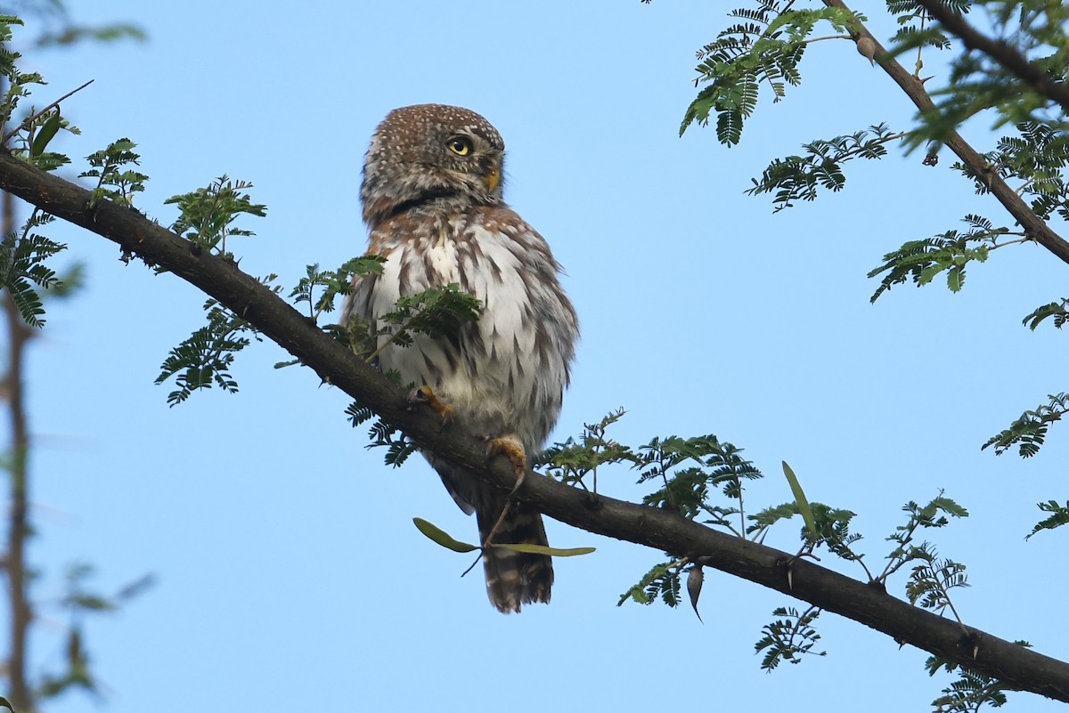 Pearl-spotted Owlet - ML564492301