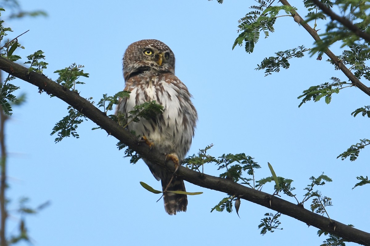 Pearl-spotted Owlet - ML564492311