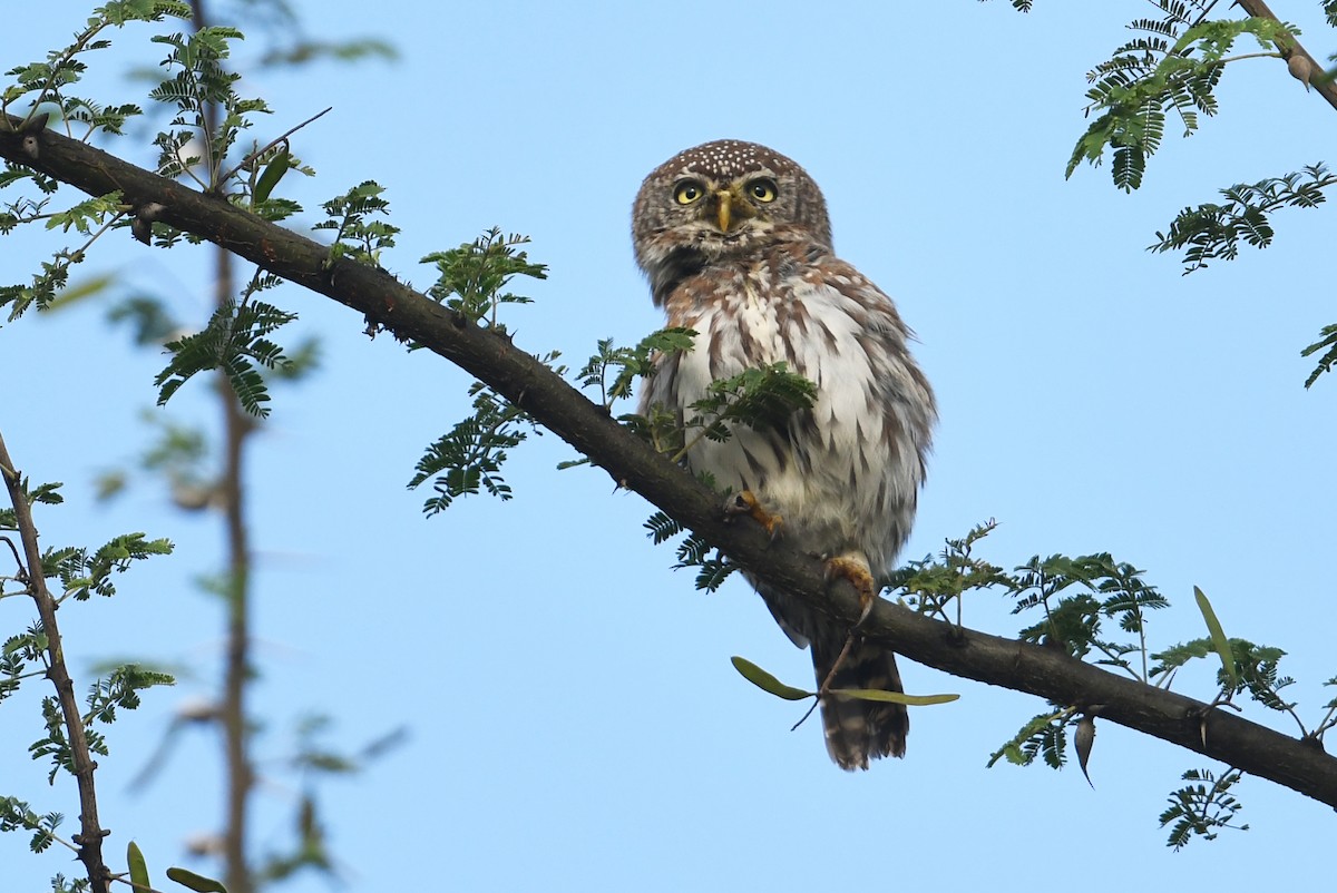 Pearl-spotted Owlet - ML564492321