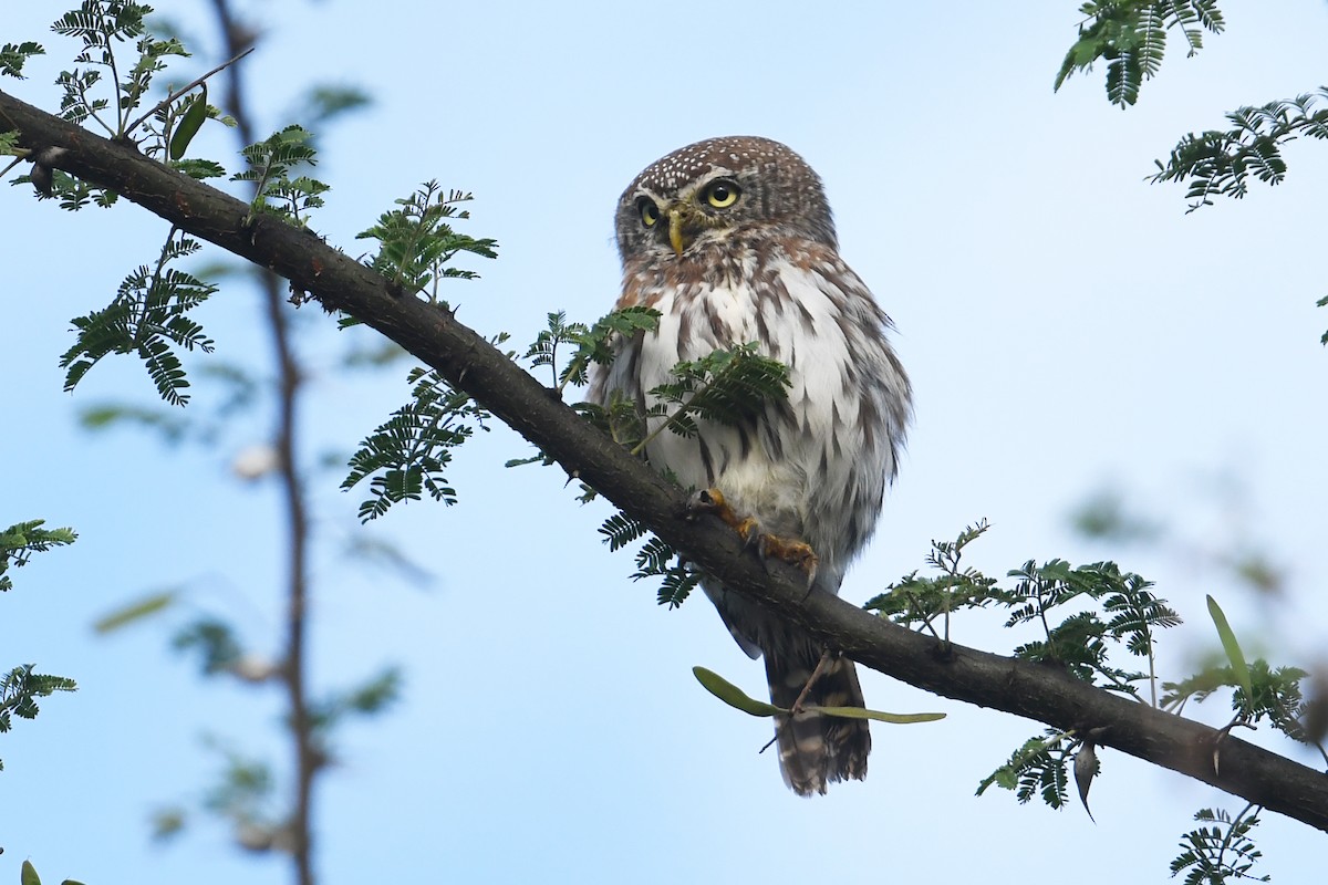 Pearl-spotted Owlet - ML564492331
